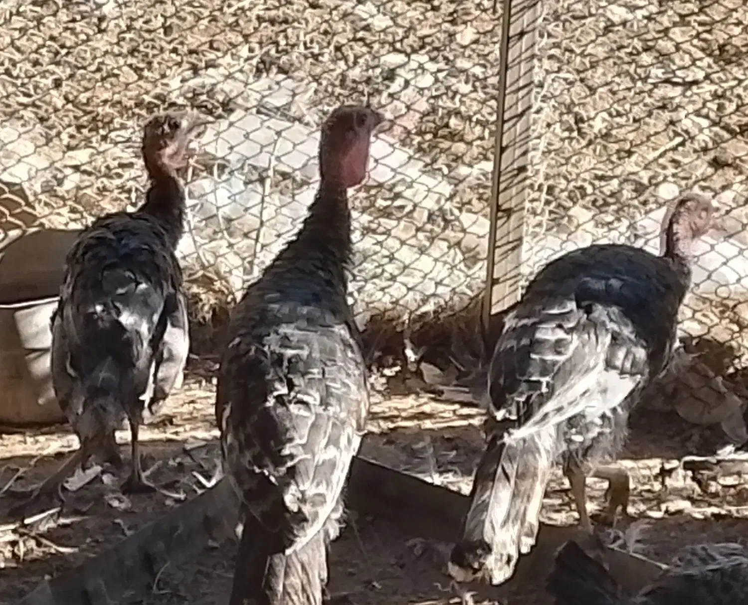 ۵ عدد بوقلمون|حیوانات مزرعه|زهک, |دیوار