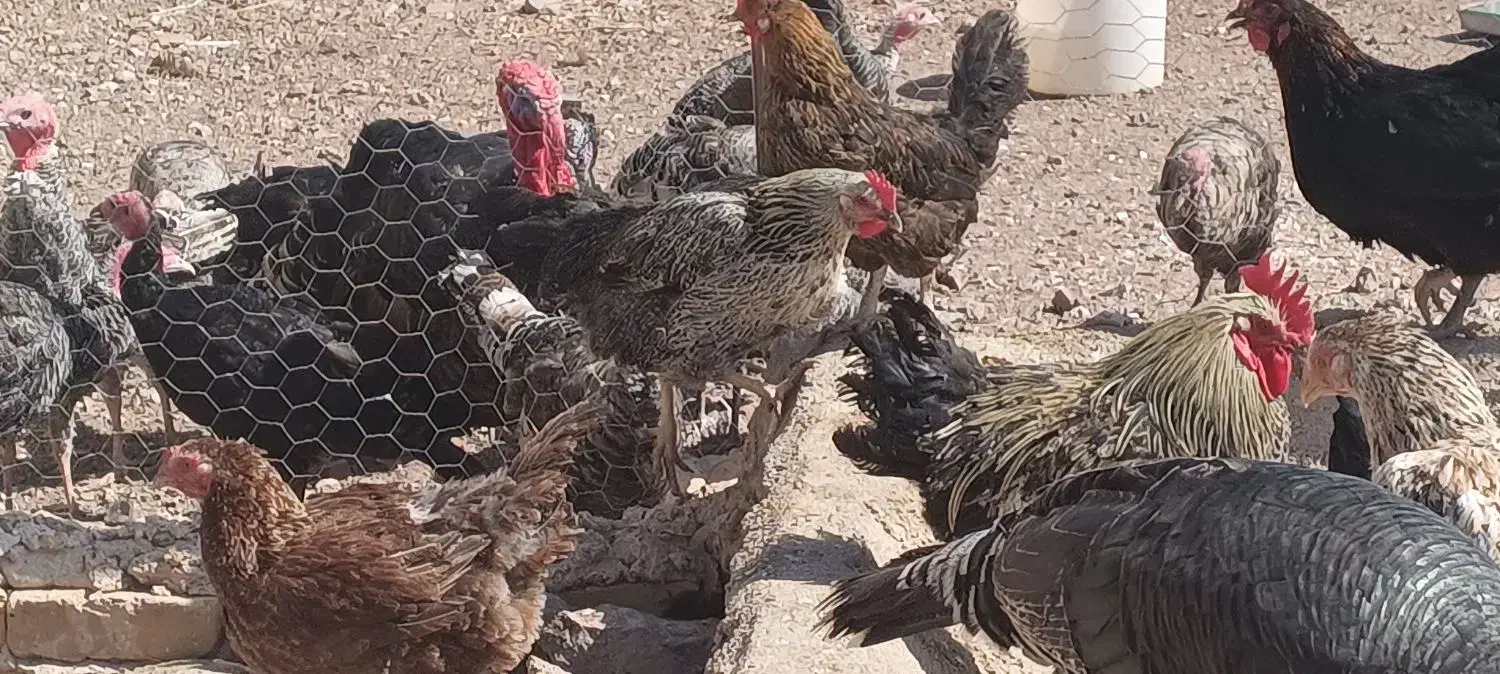 فروش کلی مرغ و خروس بوقلمون معاوضه|حیوانات مزرعه|تاکستان, |دیوار