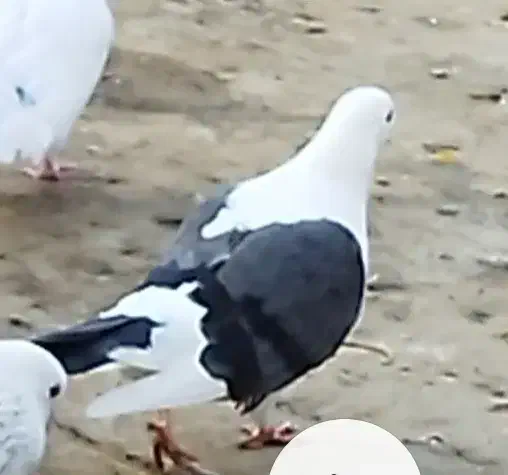 کبوتر پشتار ماده|پرنده|فردیس, شهرک ۱۱۰|دیوار