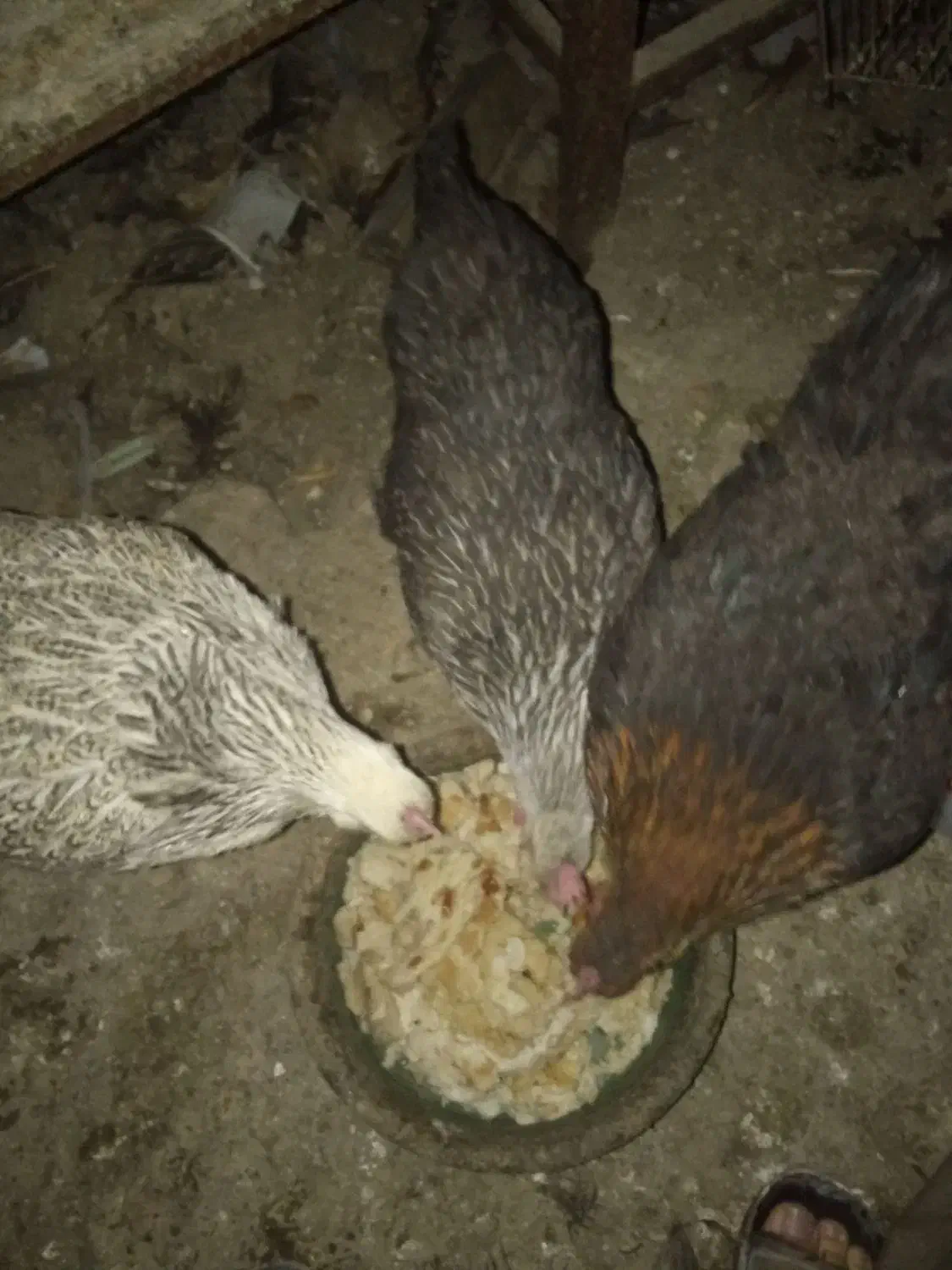 مرغ محلی چند رنگ|حیوانات مزرعه|قدس, شهرقدس|دیوار