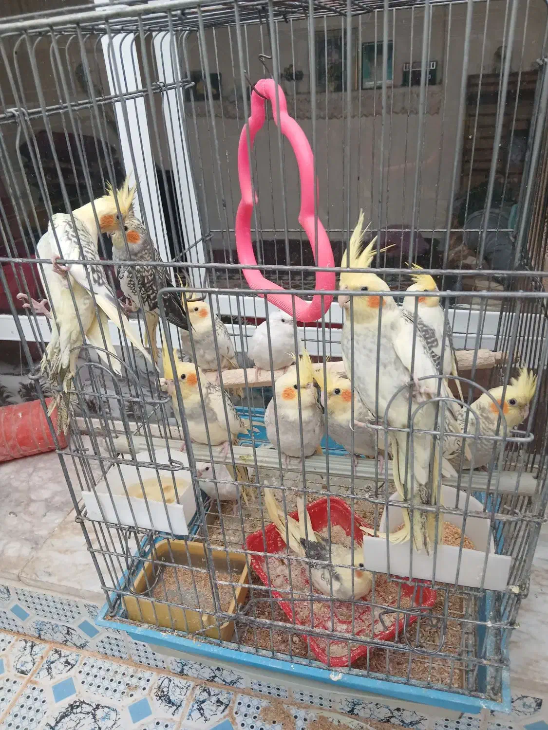 سلام|پرنده|اشکذر, |دیوار