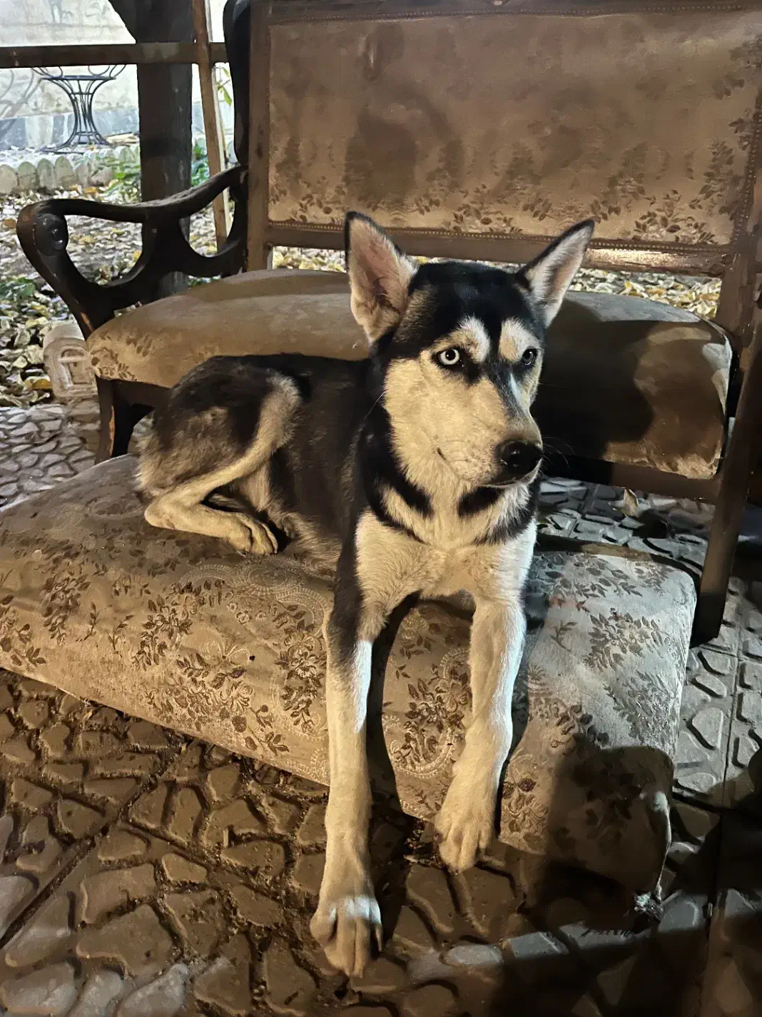 سگ هاسکی|سگ|کرج, شهرک جهان آرا|دیوار