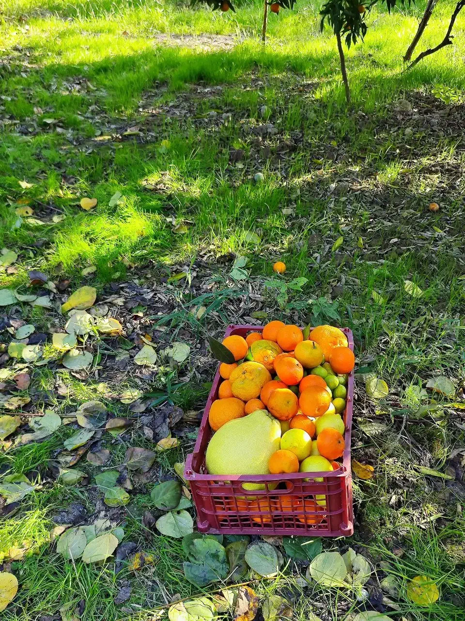 باغ پرتقال بافت مسکونی ساری-قائمشهر (ارطه)|فروش زمین و ملک کلنگی|ارطه, |دیوار