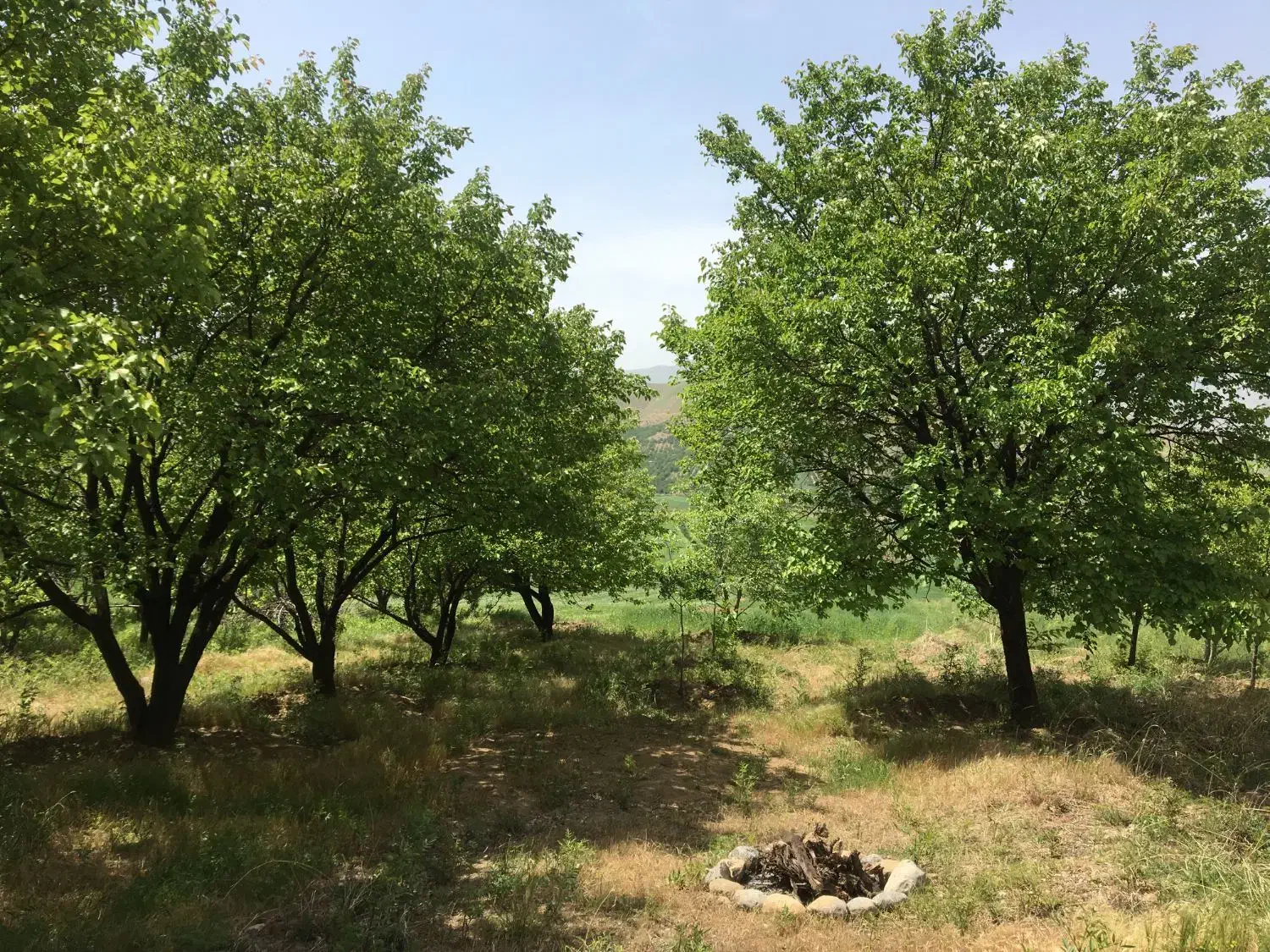 باغ دینور روستای کرج|فروش زمین و ملک کلنگی|دینور, |دیوار