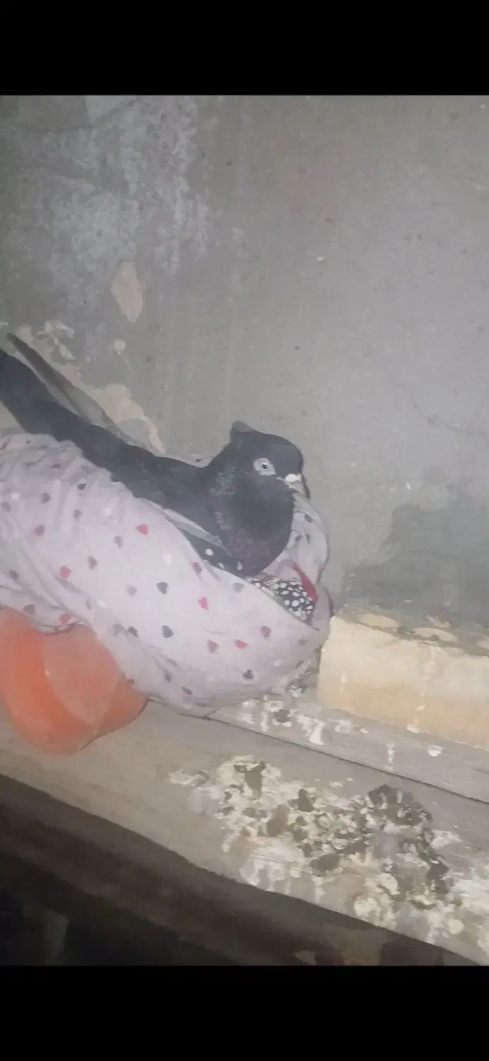 ماهشهر شهرک مدنی گلستان ۷|پرنده|بندر ماهشهر, |دیوار