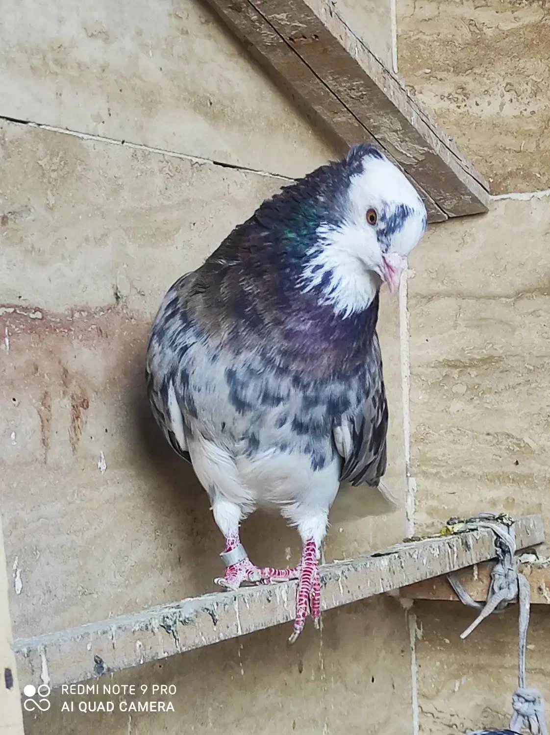 نر قاره دم‌سفید گم شده|حیوانات|ملایر, |دیوار