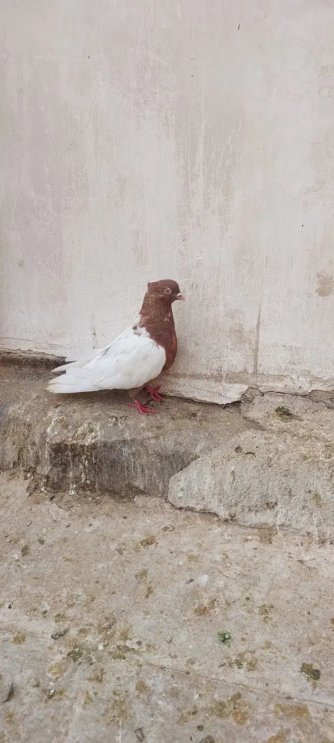 نر سینه قهوه ای|پرنده|قم, چهل اختران|دیوار