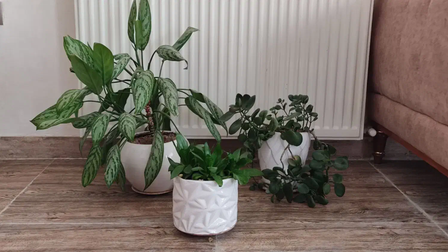 سه عدد با گلدان های زیبا|گل و گیاه طبیعی|سرپل ذهاب, |دیوار