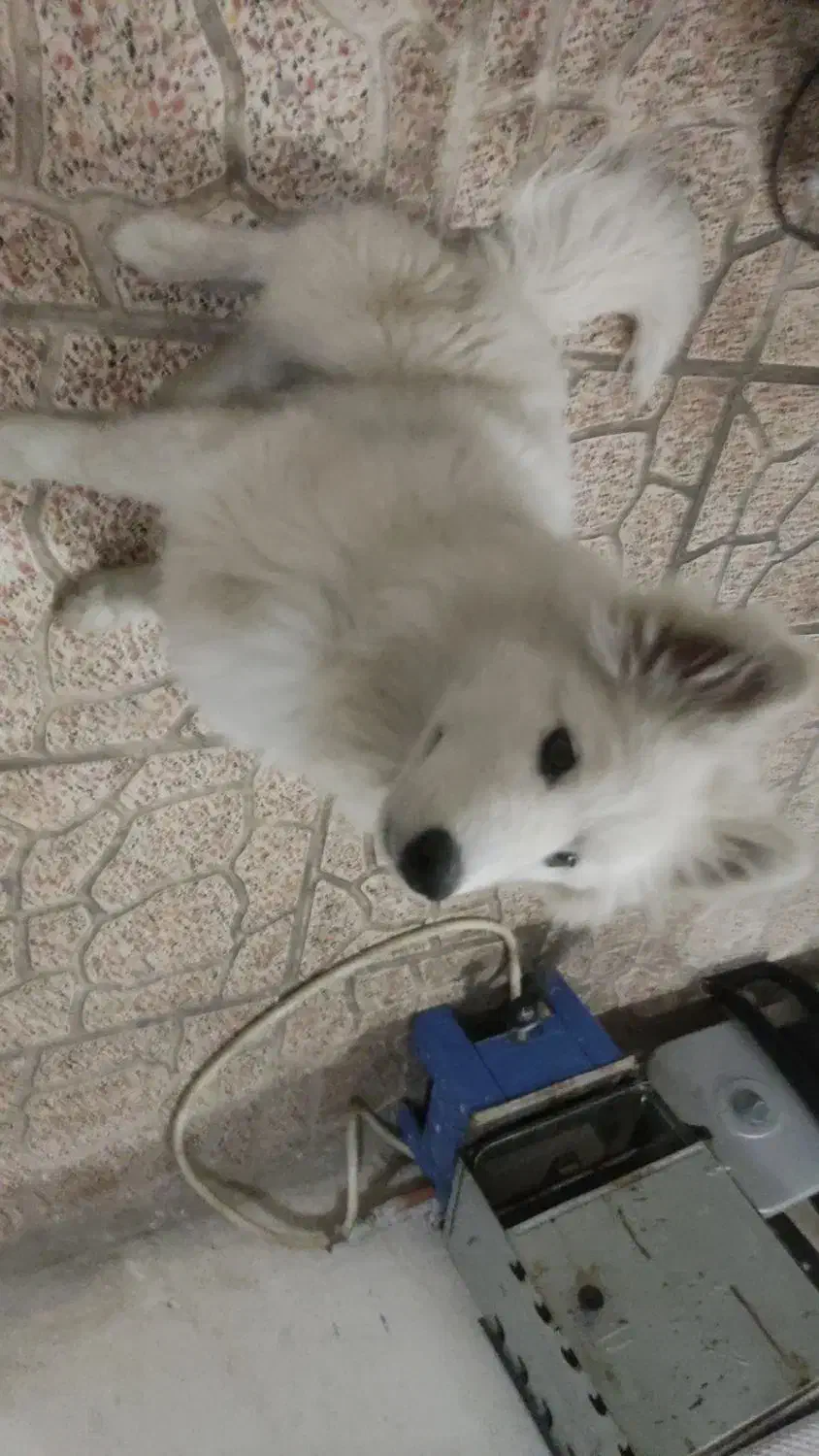 توله سامویید اصلی|سگ|تهران, منیریه|دیوار