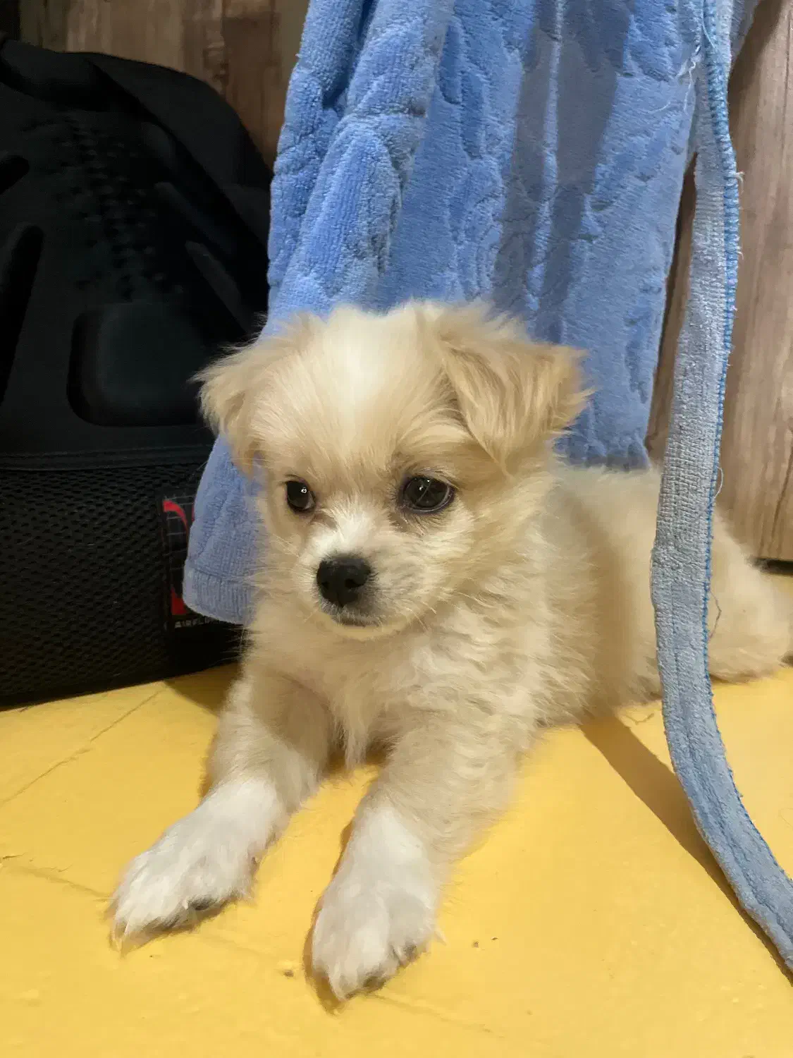 سگ اشپیتز پامر خرسی|سگ|شیراز, شهرک مطهری|دیوار