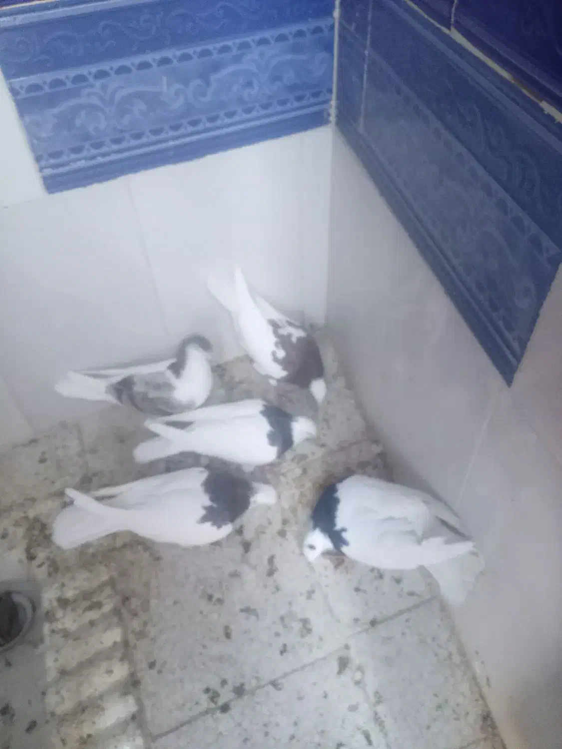 صده طوقی پنج عدد|پرنده|سبزوار, کهنه آب|دیوار