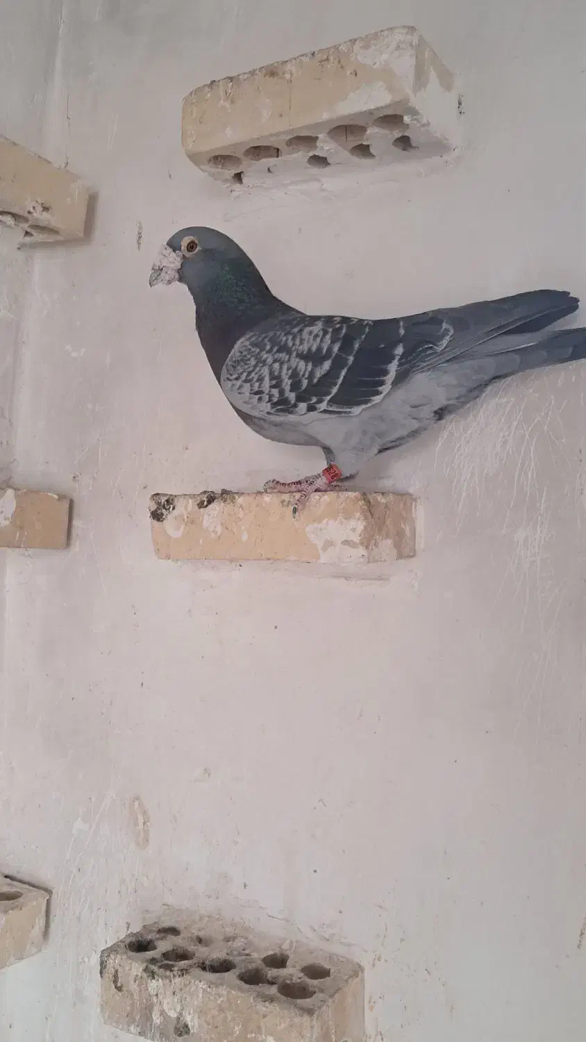 چین|پرنده|خرمشهر, |دیوار