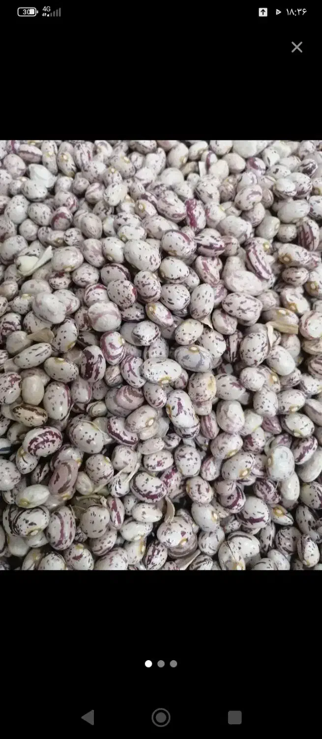 لوبیا چیتی|عمدهفروشی|بهمن صغاد, |دیوار