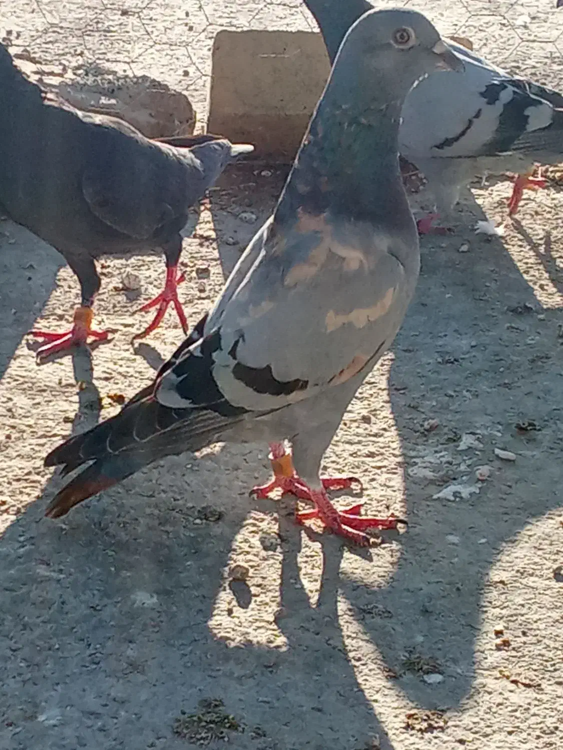 پلاکی و دورگ|پرنده|کازرون, |دیوار