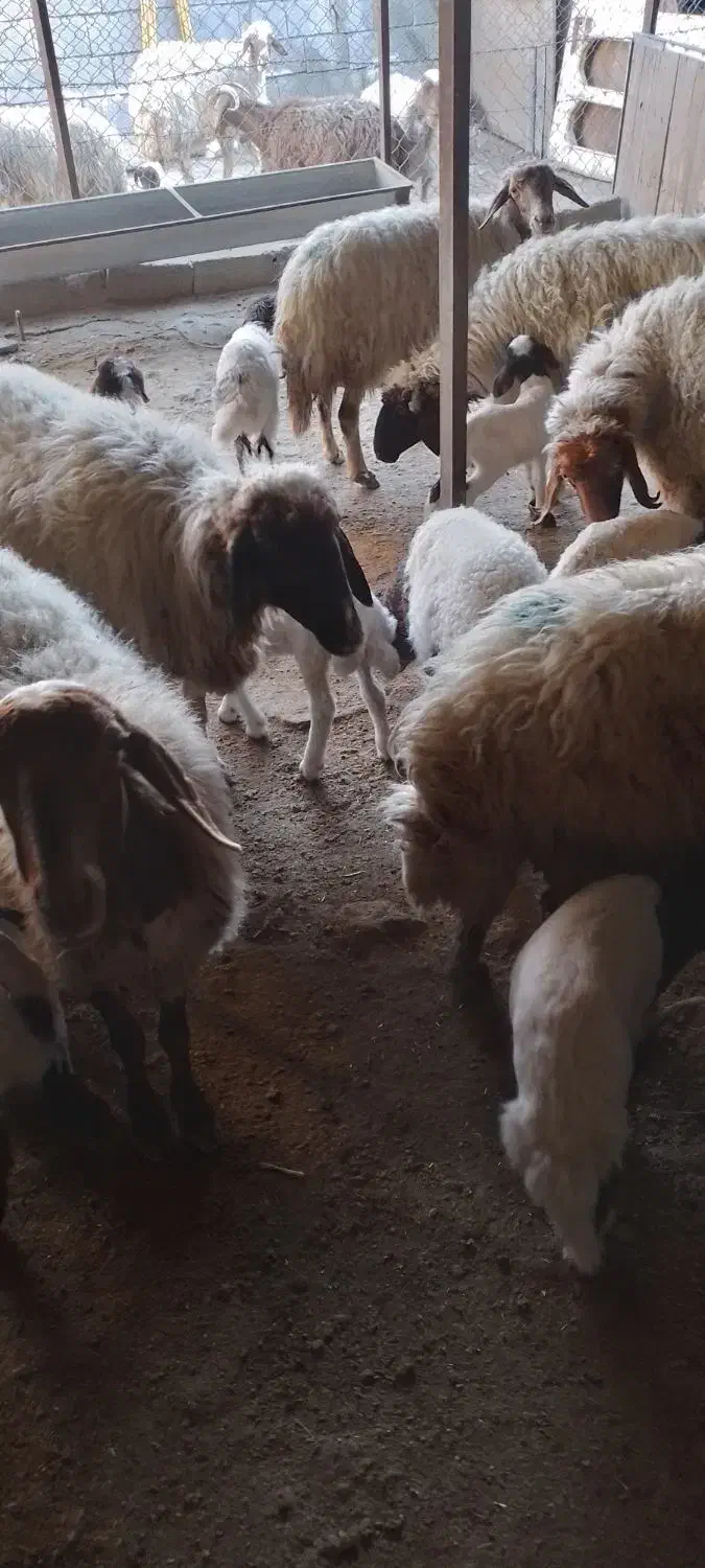 گوسفند میش وبره|حیوانات مزرعه|ملکشاهی, |دیوار