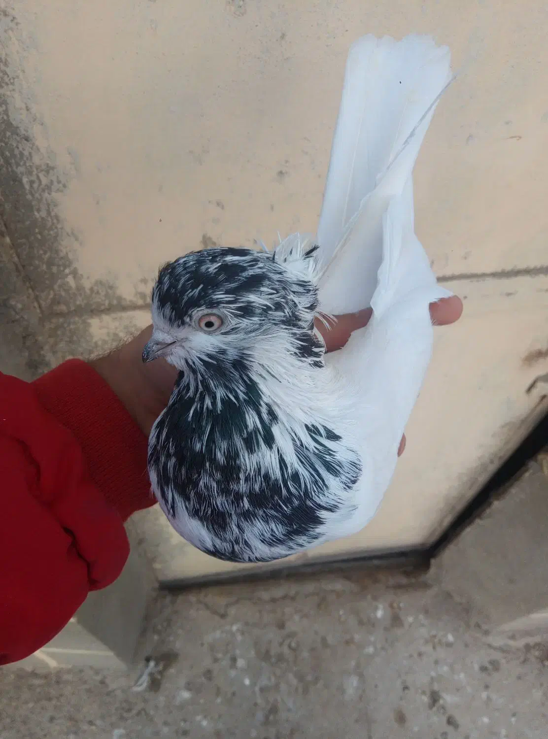 کبوتر غریب 3عدد|پرنده|ابهر, |دیوار