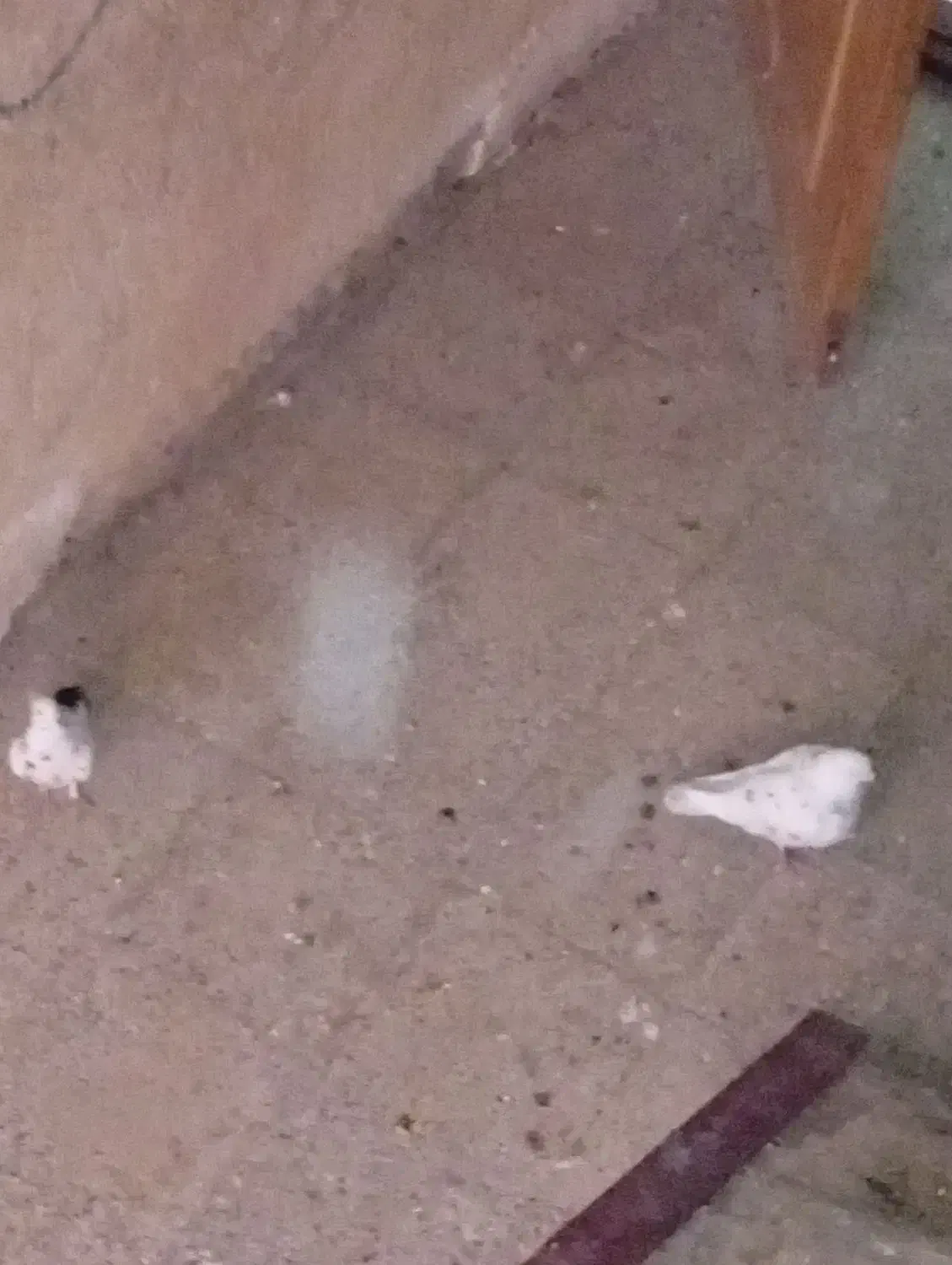 کفتر کبوتر|پرنده|نورآباد, |دیوار