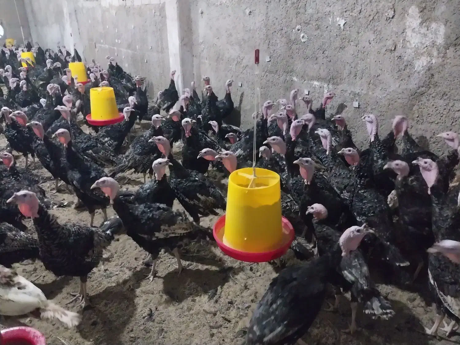 بوقلمون برنز تمام نر جهت پرورش|حیوانات مزرعه|قم, زینبیه|دیوار