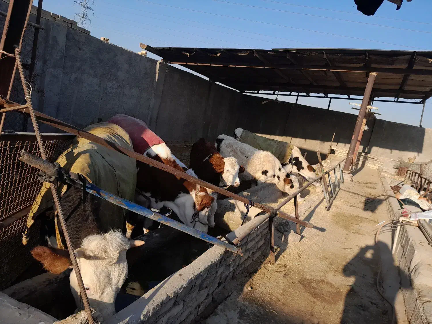 گاو و گوساله سیمینتال|حیوانات مزرعه|فلاورجان, |دیوار