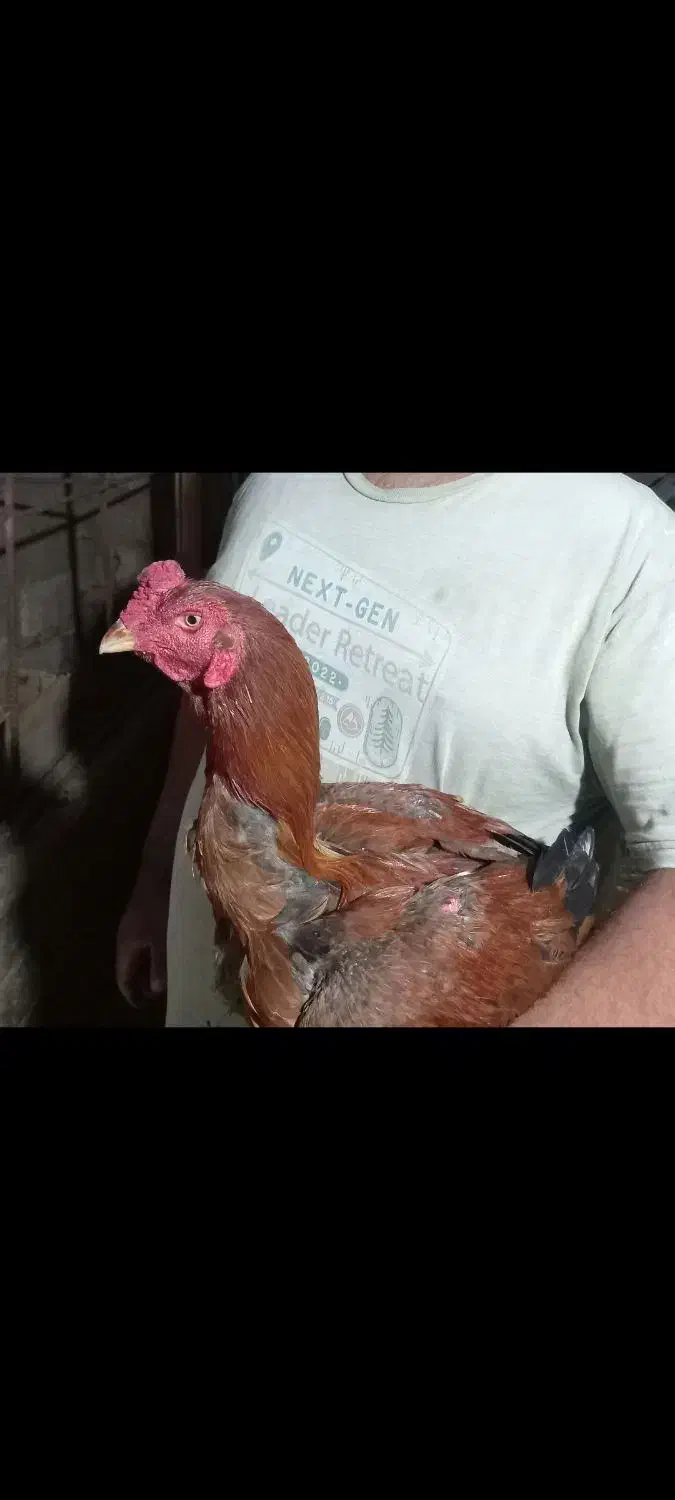 خروس لاری|پرنده|فریدون‌کنار, |دیوار