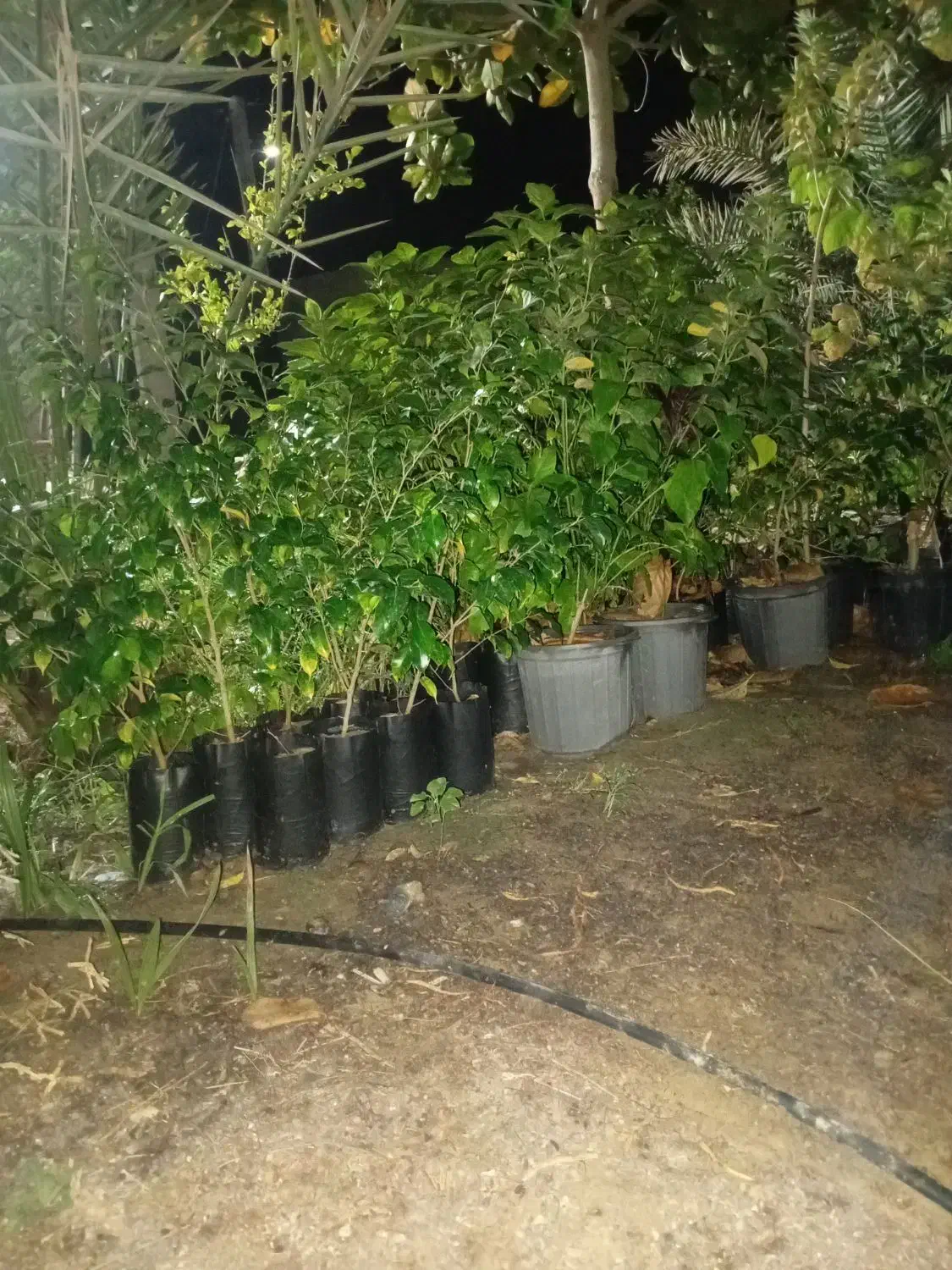 گل وگیاه|گل و گیاه طبیعی|قشم, |دیوار