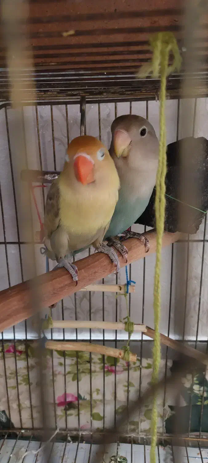 طوطی برزیلی جفت|پرنده|ری, فیروزآبادی|دیوار