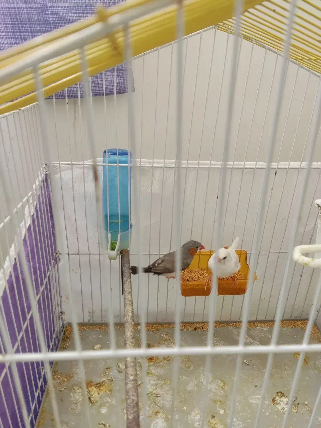 پرنده|پرنده|مریوان, |دیوار