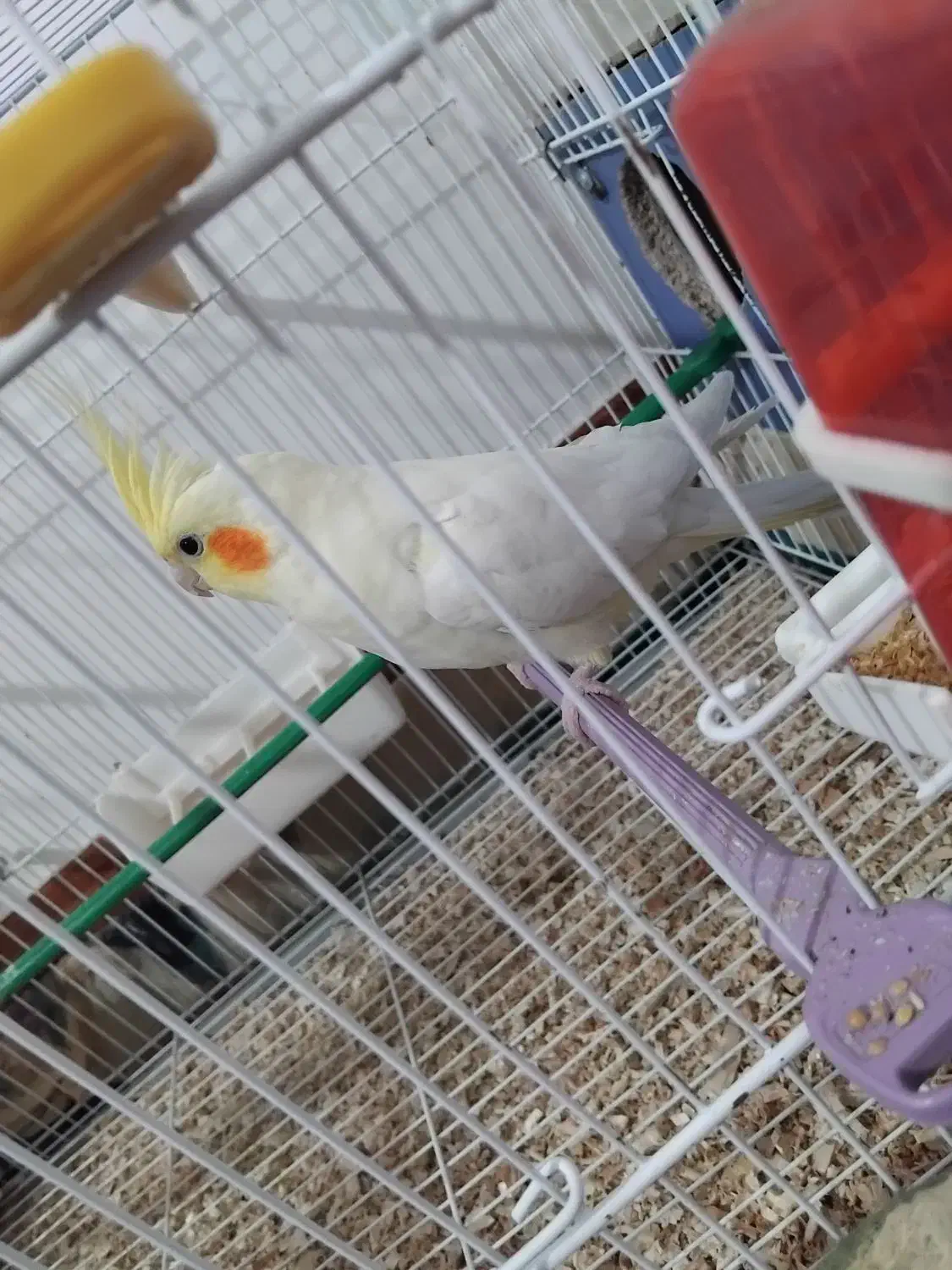 جفت عروس هلندی مولد روی تخم|پرنده|زابل, |دیوار