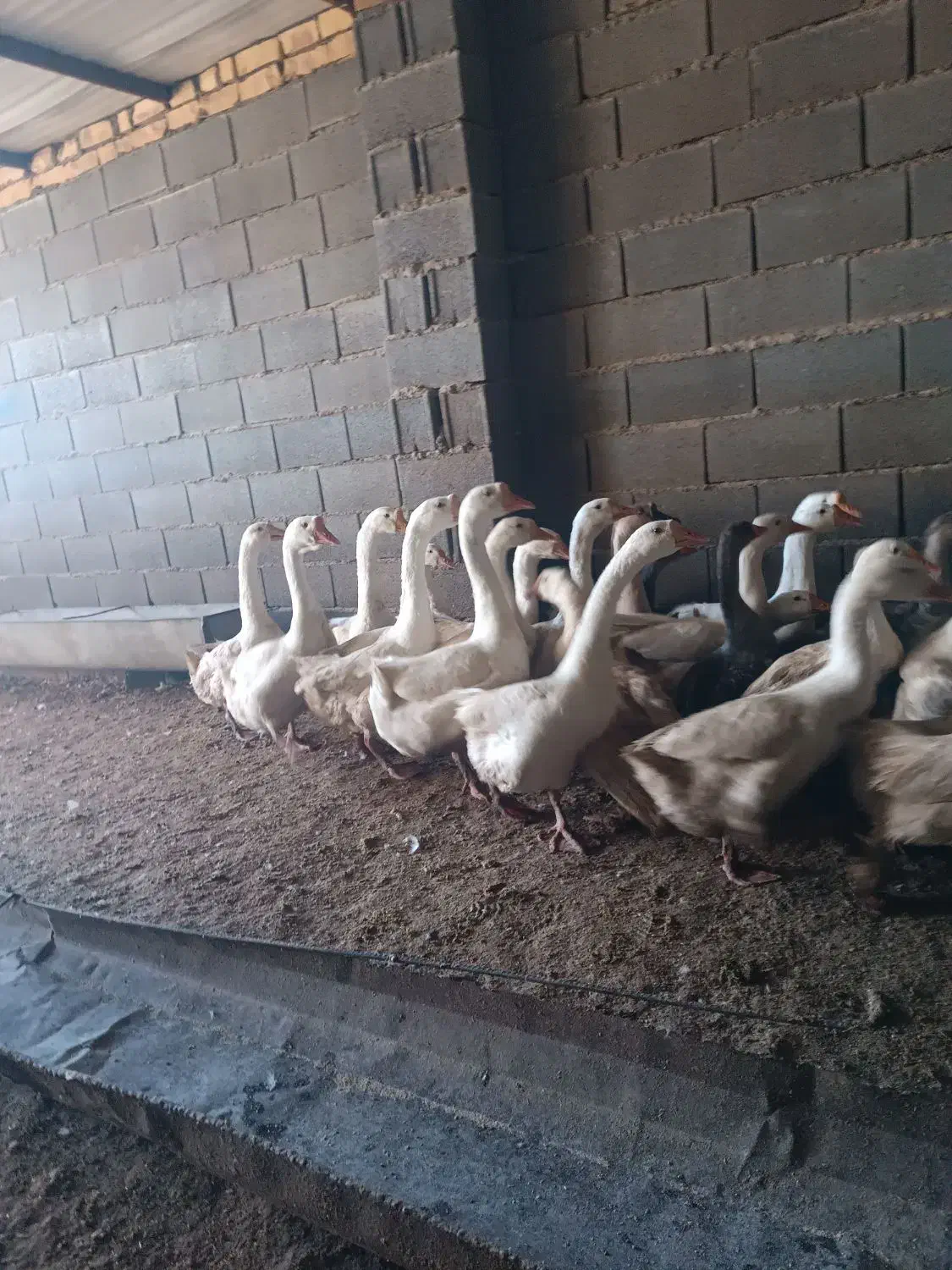 غاز لیندا و خاکستری و غاز محلی همه سالم و چاق|حیوانات مزرعه|سیمین شهر, |دیوار