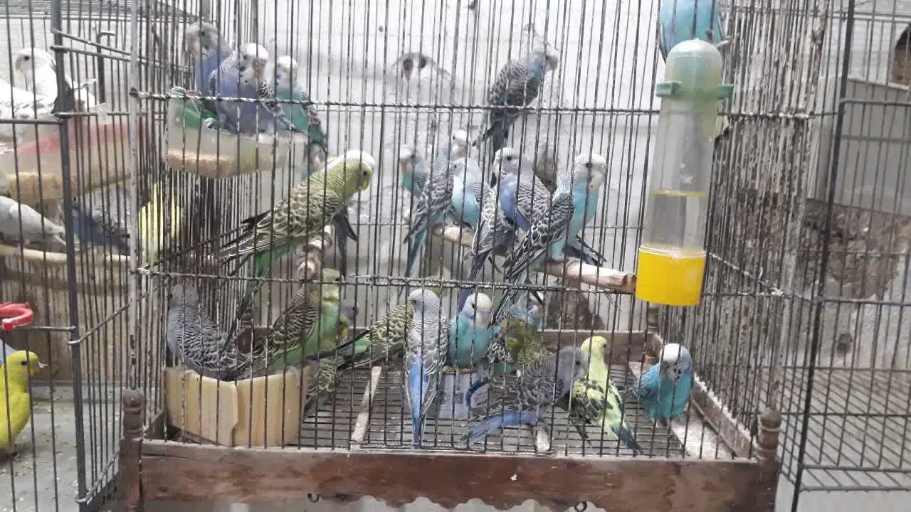 مرغ عشق|پرنده|کرج, چهارصد دستگاه|دیوار