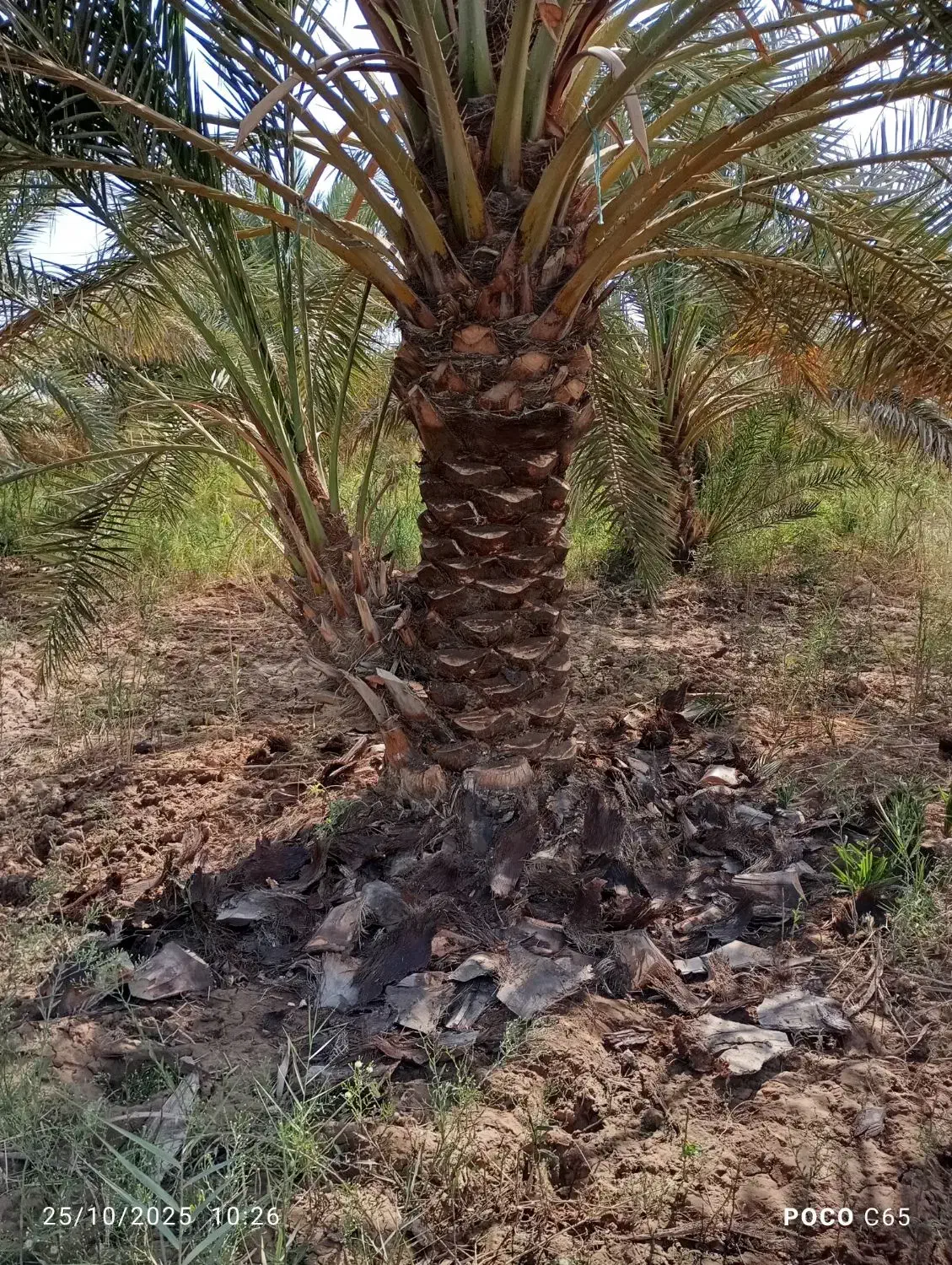 همه کارهای نخل با قیمت مناسب انجام می دهیم|خدمات باغبانی و درختکاری|شادگان, |دیوار