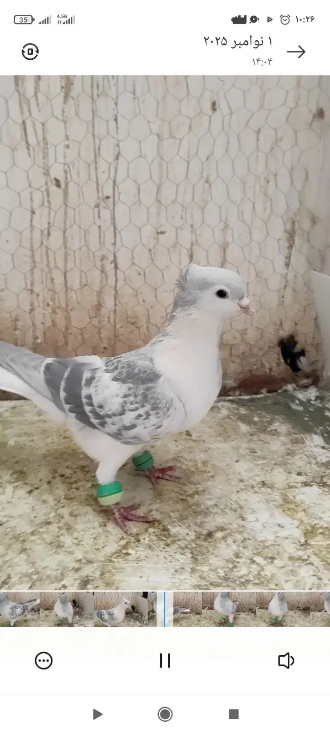 نر ساده مگسی کاکلی|پرنده|فرح دشت, |دیوار