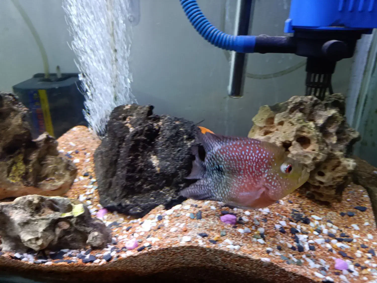 آکواریوم و ماهی|ماهی|رودسر, |دیوار