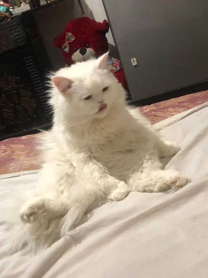 گربه پرشین|گربه|بم, |دیوار