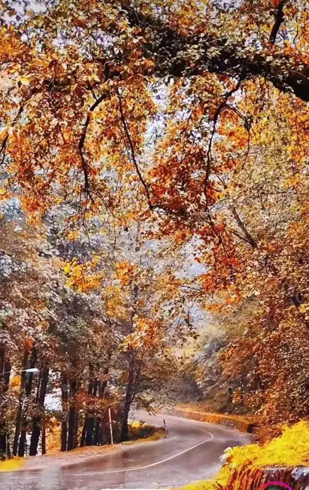 راهنمایی برای پروانه تالار پذیرایی مجالس|فعالیت داوطلبانه|سرخرود, |دیوار