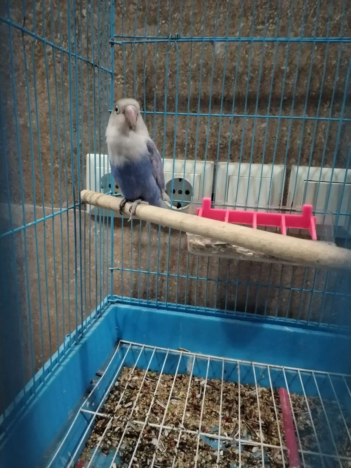 کوتوله برزیلی|پرنده|شیراز, شهرک مهرگان|دیوار