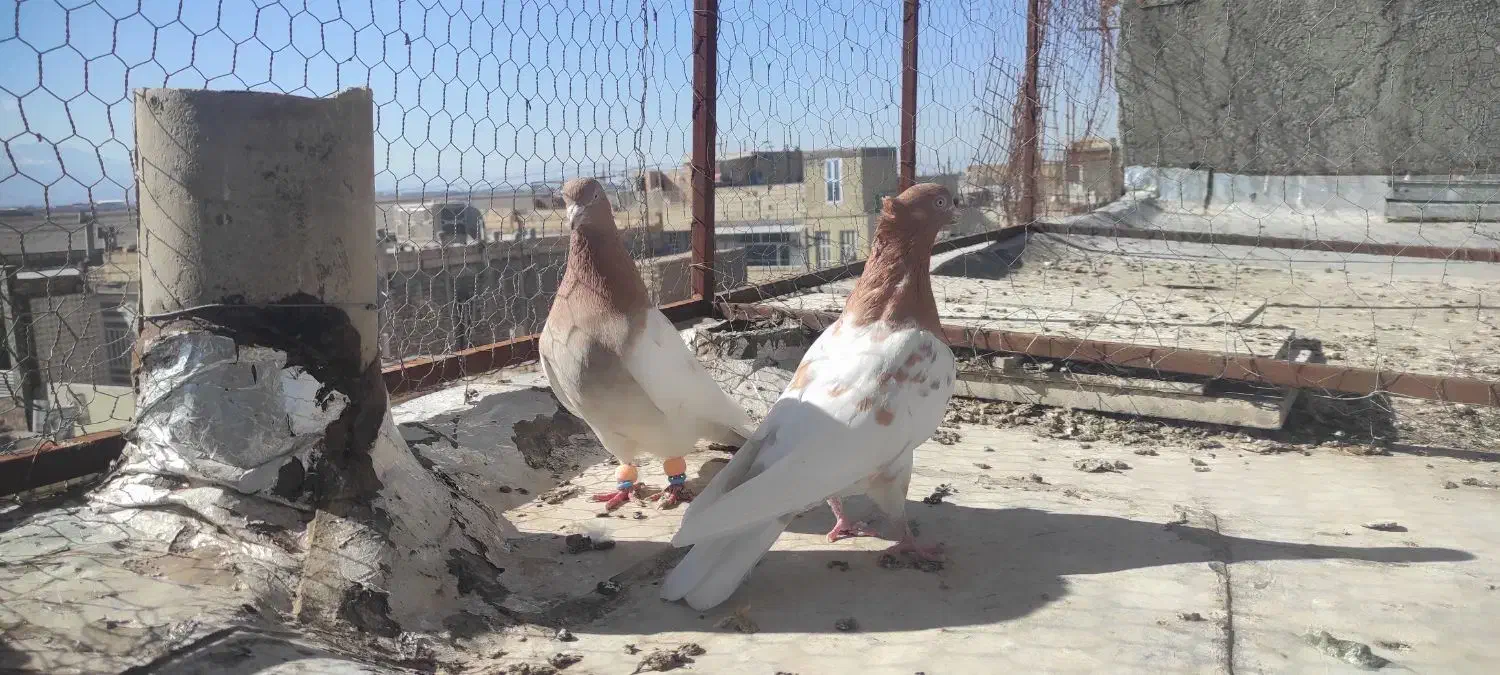 کبوتر|پرنده|یزد, |دیوار