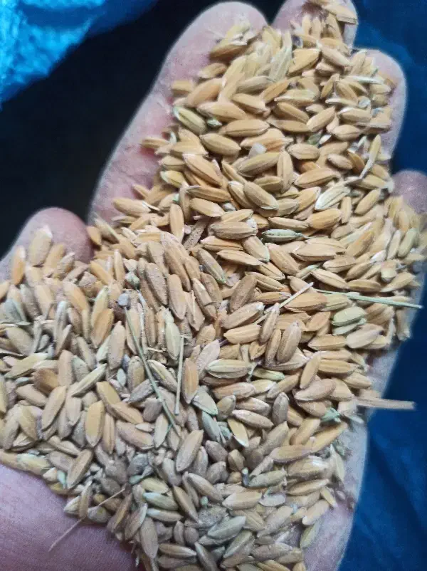 چلتوک ، برنج|خوردنی و آشامیدنی|مرودشت, محمد آباد|دیوار