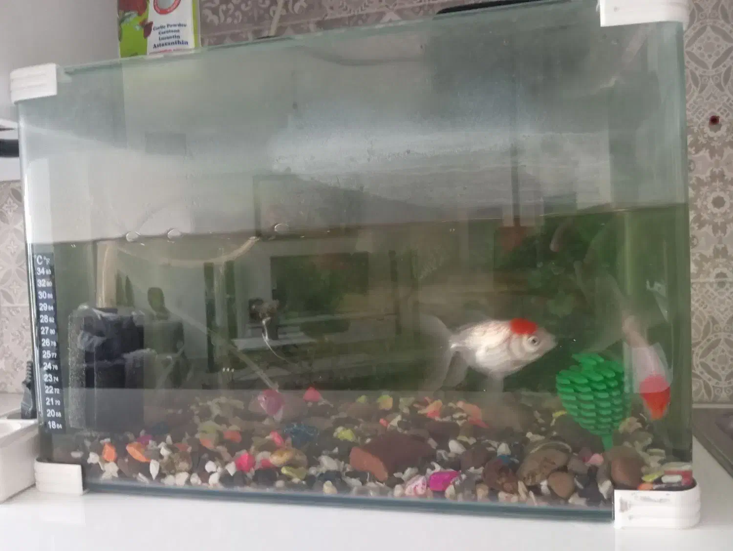 اکواریوم|ماهی|خرمآباد, |دیوار