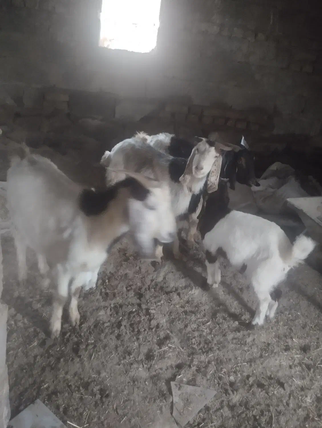 بز بزغاله|حیوانات مزرعه|تربت‌حیدریه, بالا ولایت|دیوار