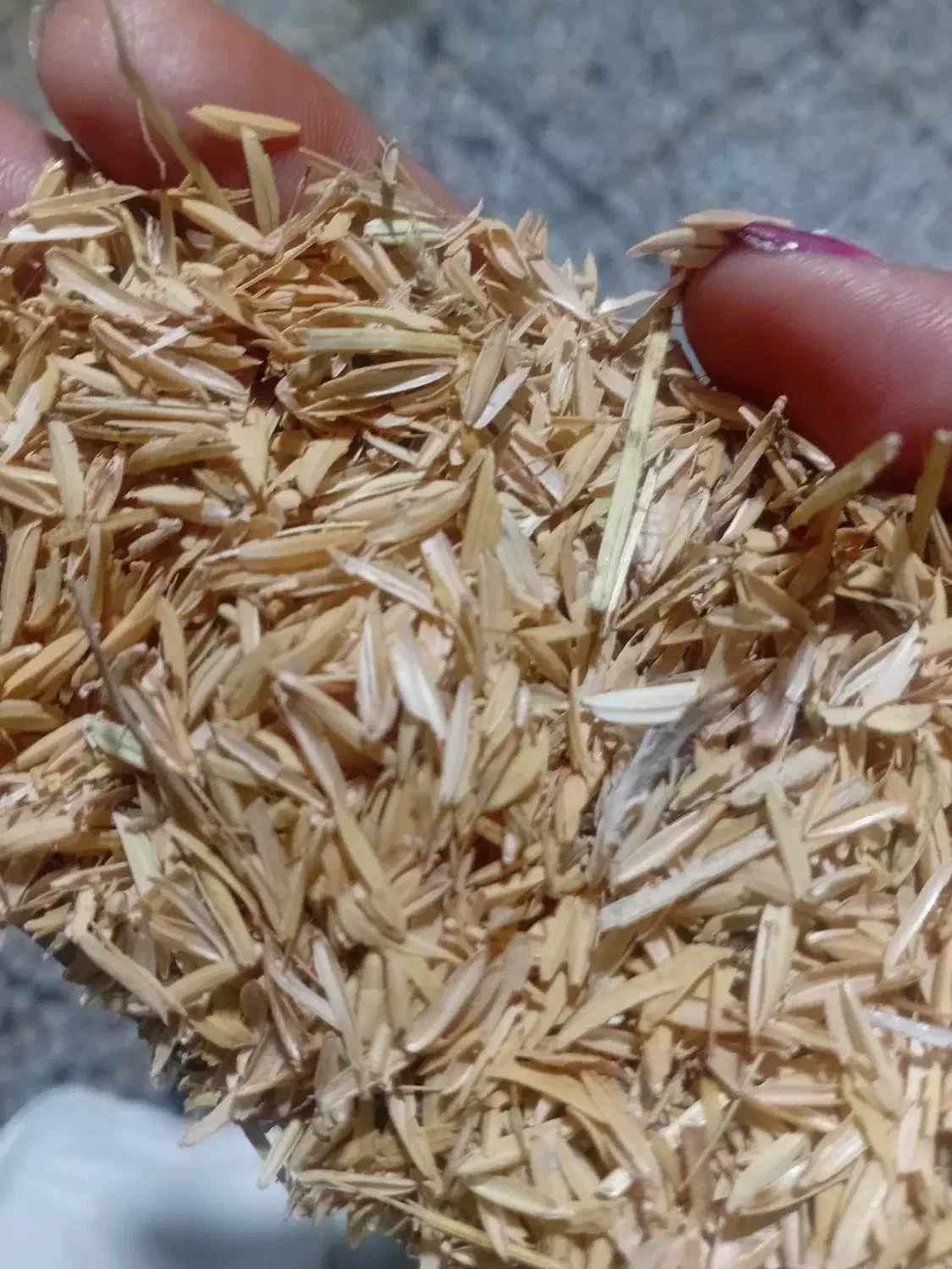 ده کیسه پوشال برنج|پرنده|قائم‌شهر, |دیوار