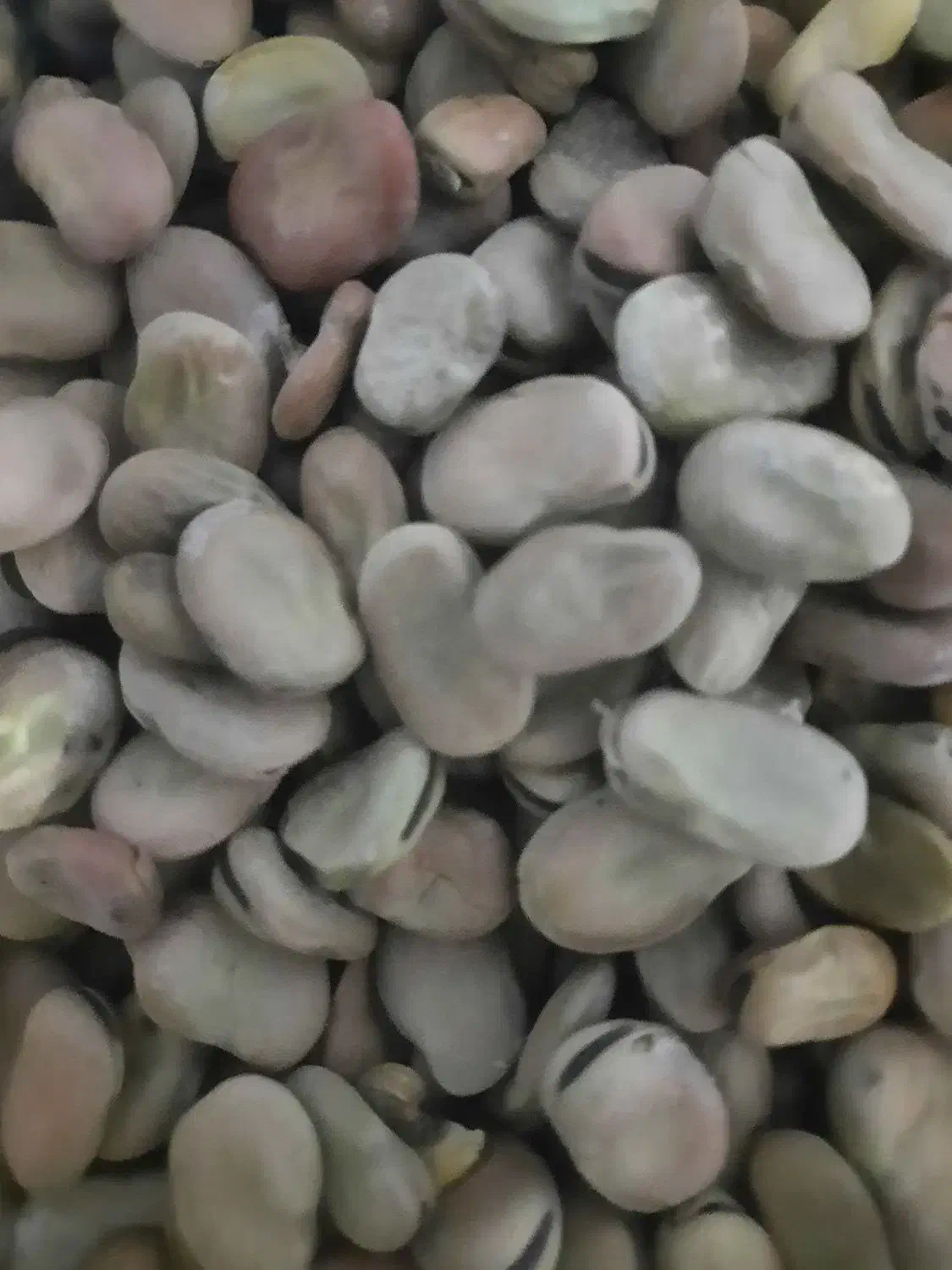 باقله بزری شاخ بزی درجه یک یک|خدمات باغبانی و درختکاری|خرمآباد, |دیوار