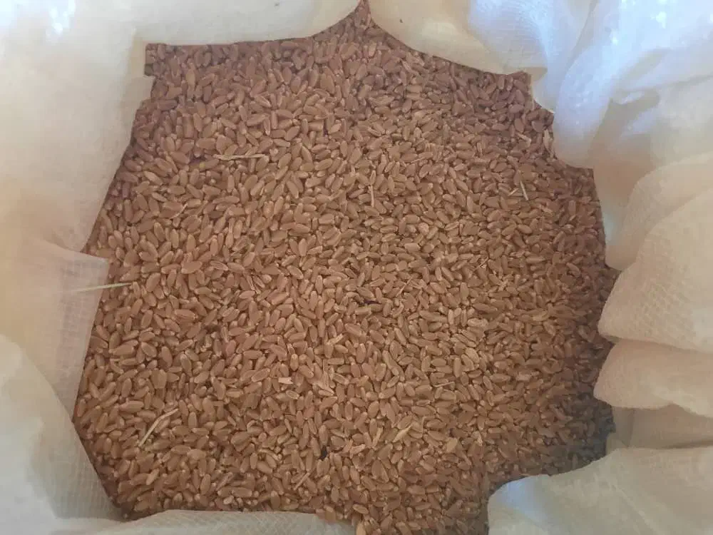 گندم درجه یک|خوردنی و آشامیدنی|اندیکا, |دیوار