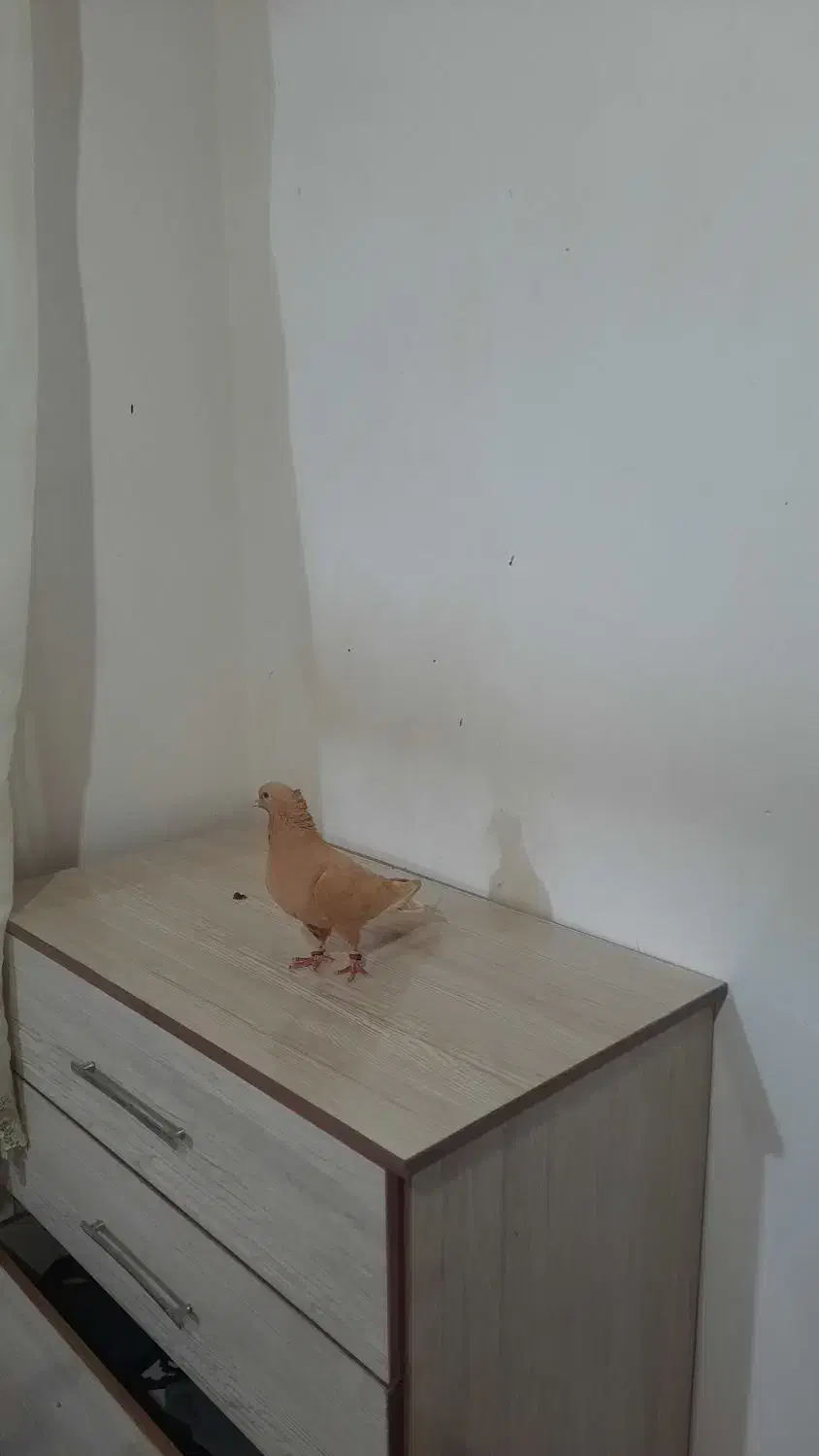 کبوتر|پرنده|اسفراین, |دیوار