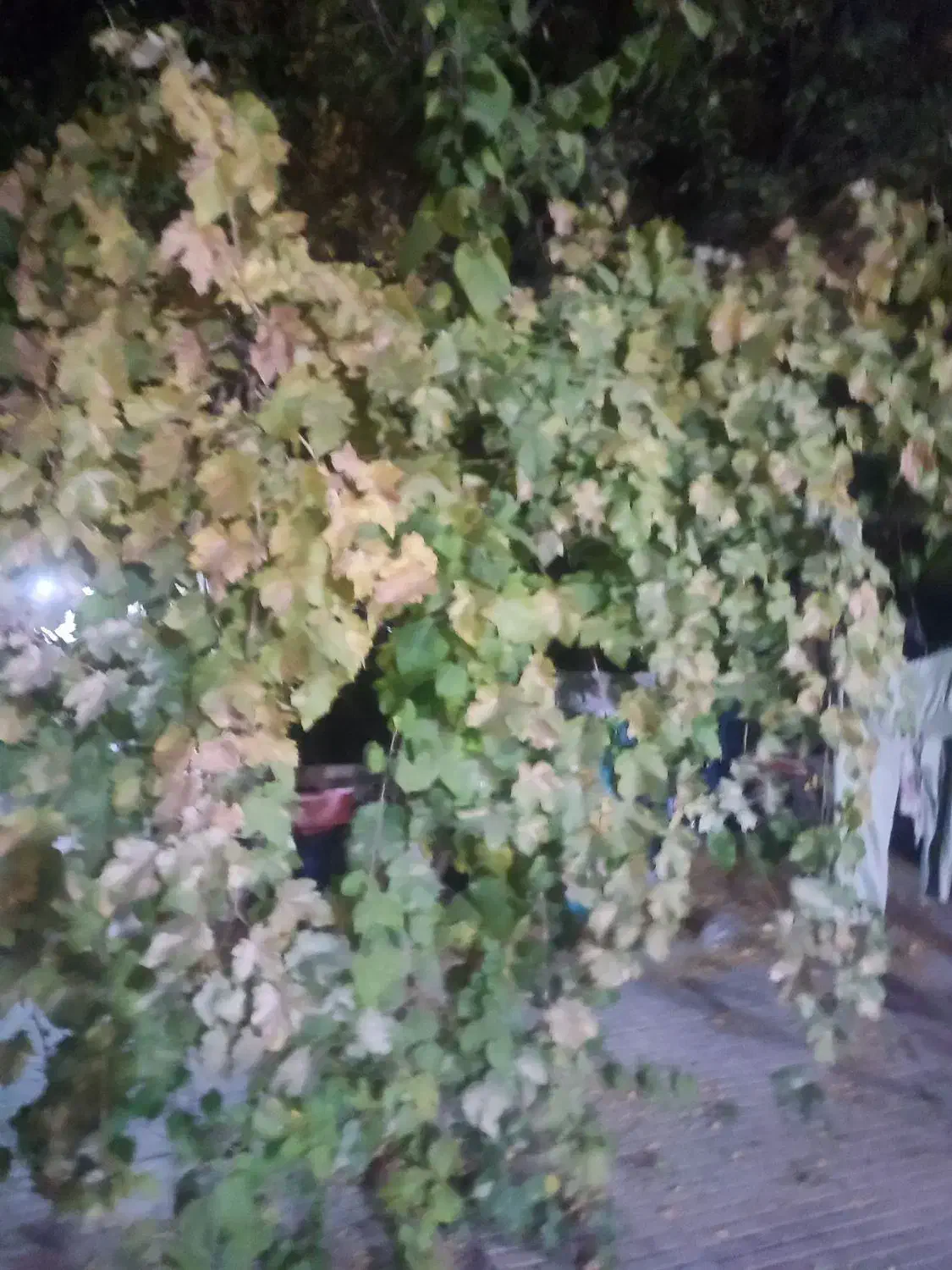 اجاره ماهان|اجارهٔ خانه و ویلا|ماهان, |دیوار