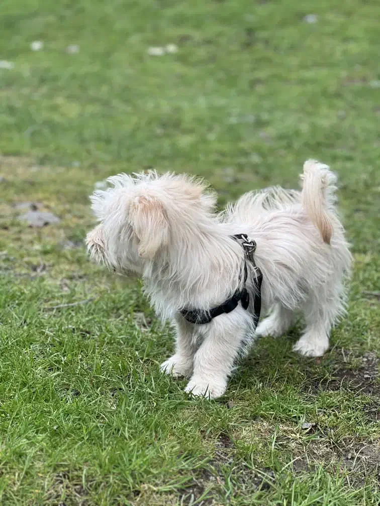 فروش یا معاوضه سگ مالتیپو یک ساله|سگ|فردیس, فردیس|دیوار