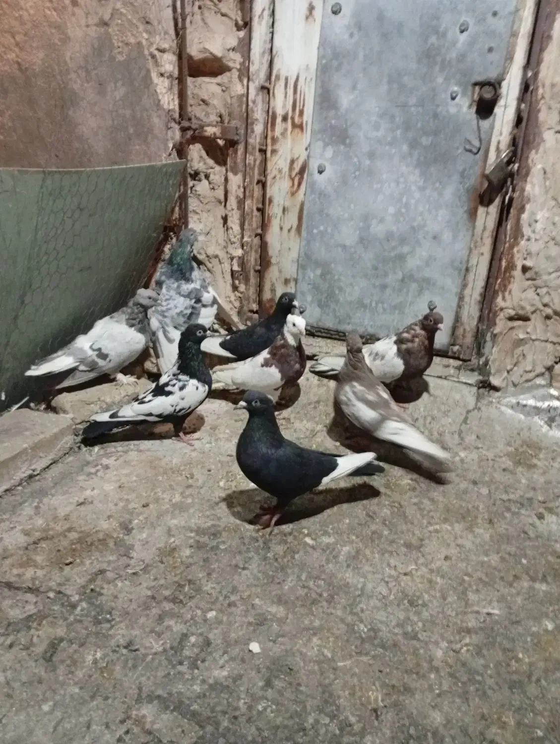 کفتر خودمونی هم چی قاطی|پرنده|شیراز, شیخ علی چوپان|دیوار