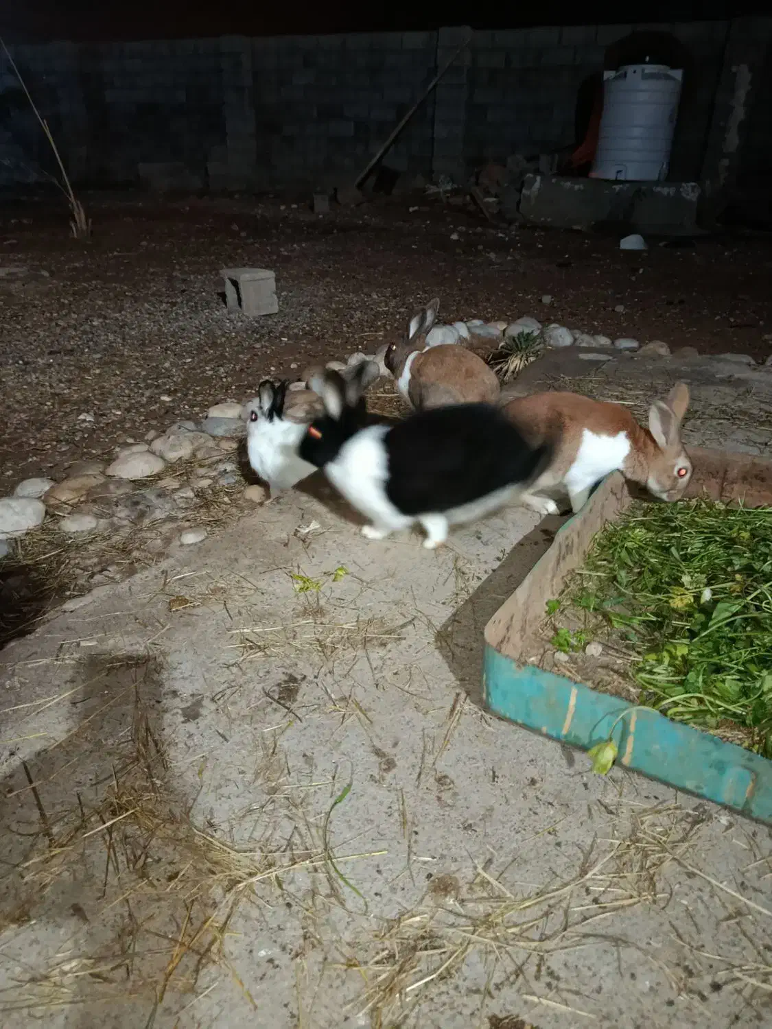 خرگوش|موش و خرگوش|شوشتر, |دیوار