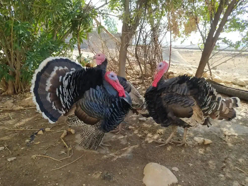 بوقلمون|حیوانات مزرعه|دزفول, |دیوار