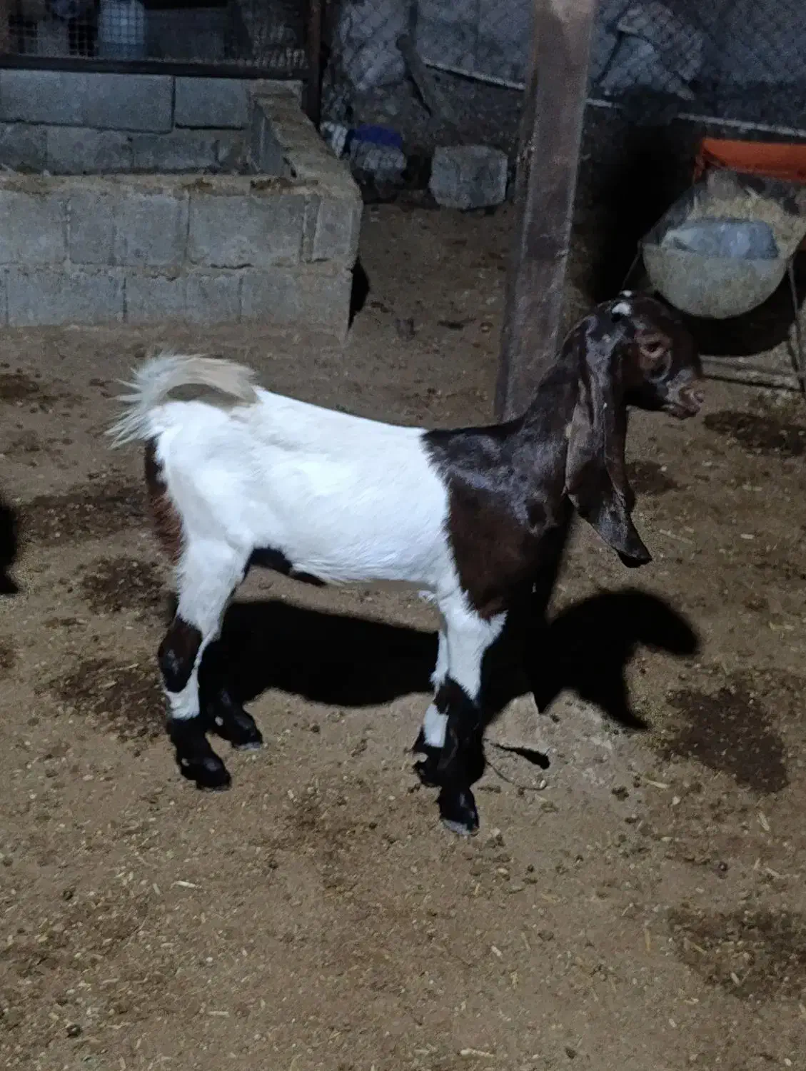 کهره نر و ماده|حیوانات مزرعه|چغادک, |دیوار